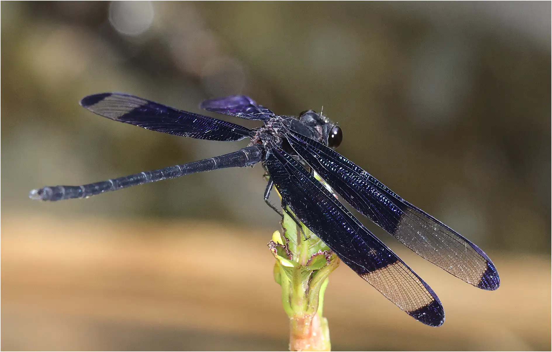Dysphaea dimidiata mâle, Sarawak, Rivière Timuoh, Annah Rais Hot Spring, 24/03/2025