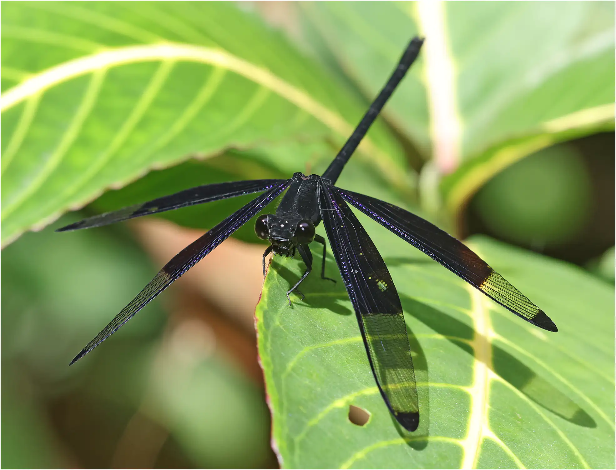 Dysphaea dimidiata mâle, Sarawak, Rivière Timuoh, Annah Rais Hot Spring, 24/03/2025