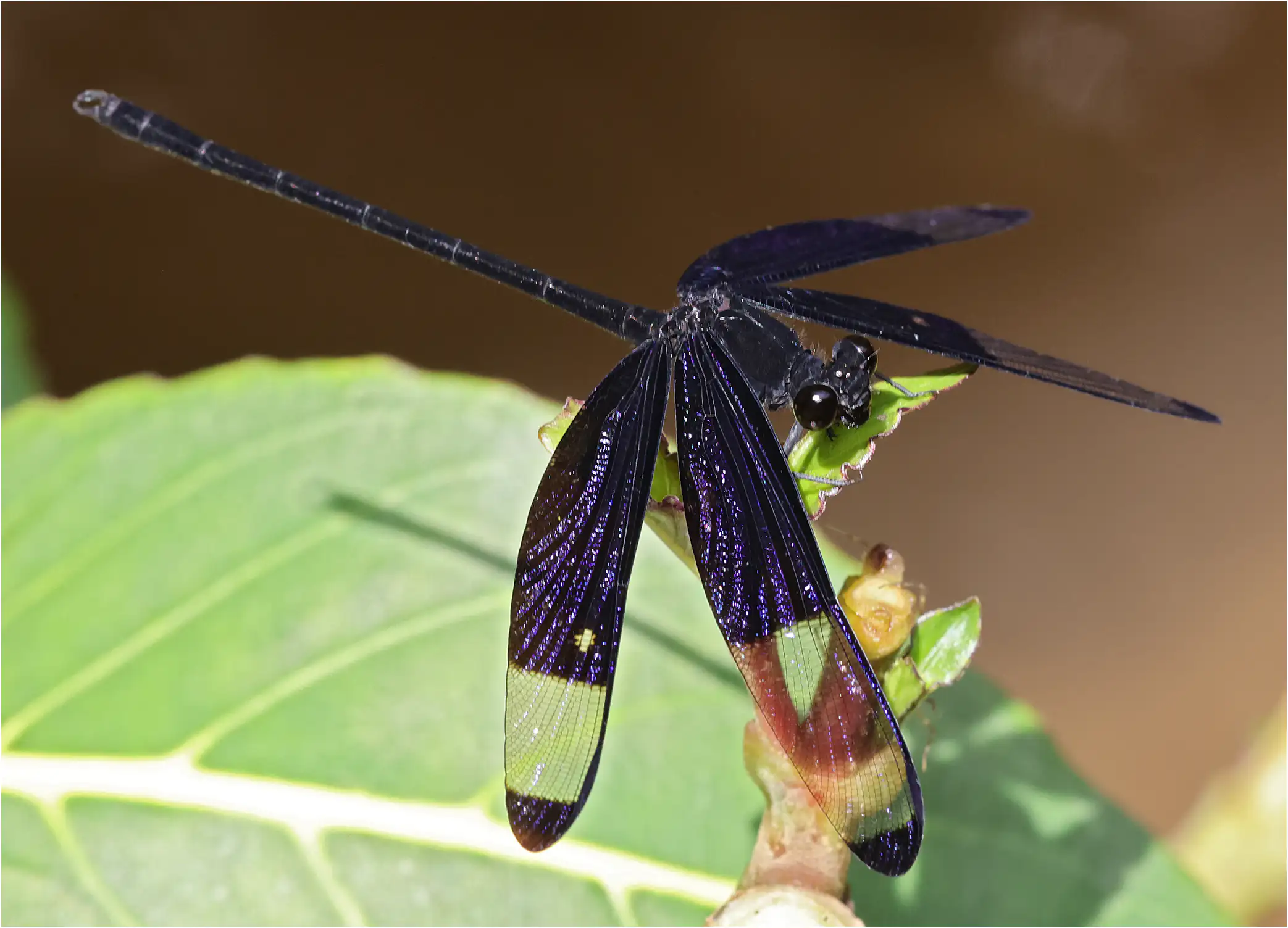 Dysphaea dimidiata mâle, Sarawak, Rivière Timuoh, Annah Rais Hot Spring, 24/03/2025