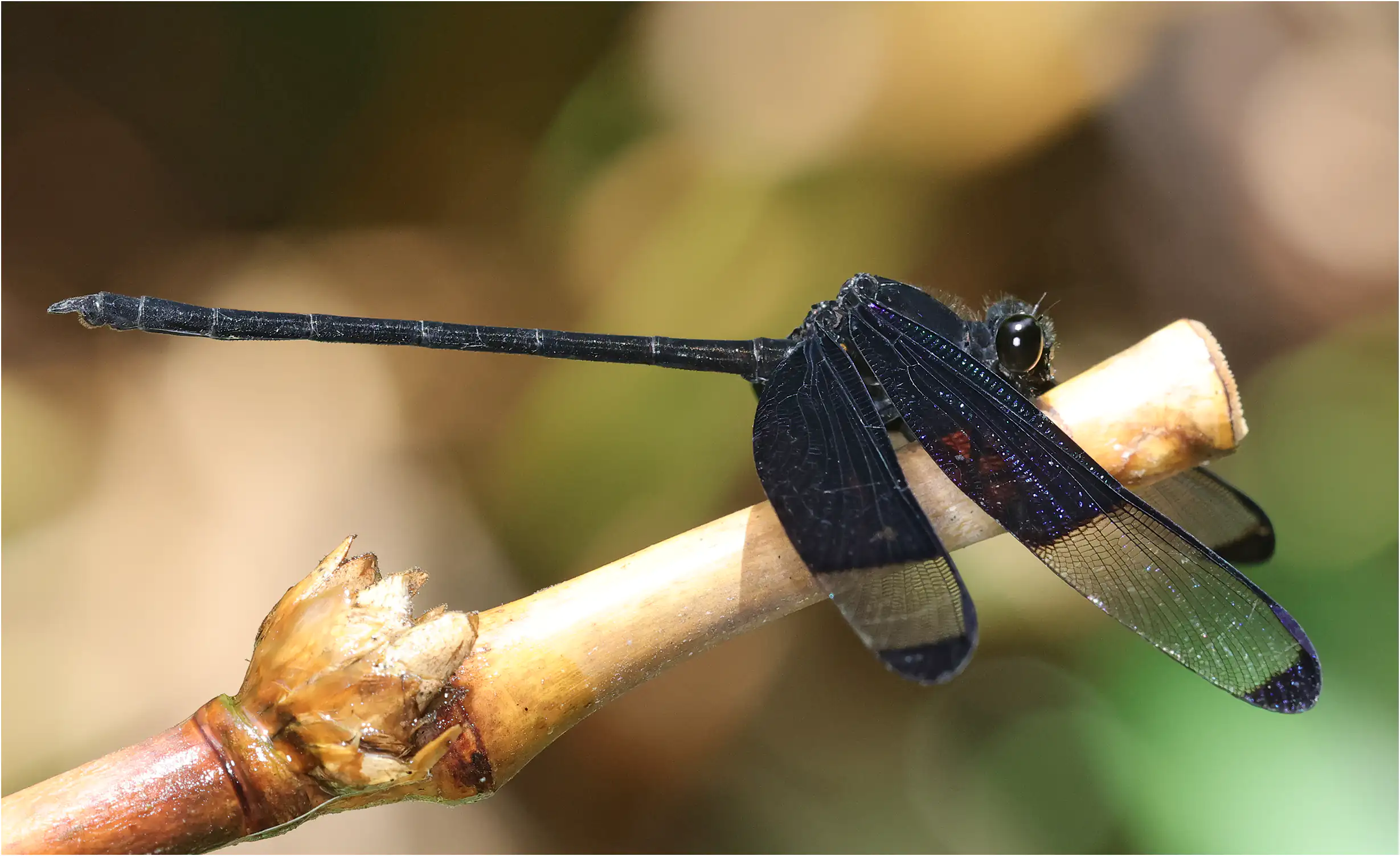 Dysphaea dimidiata mâle, Sarawak, Rivière Timuoh, Annah Rais Hot Spring, 24/03/2025