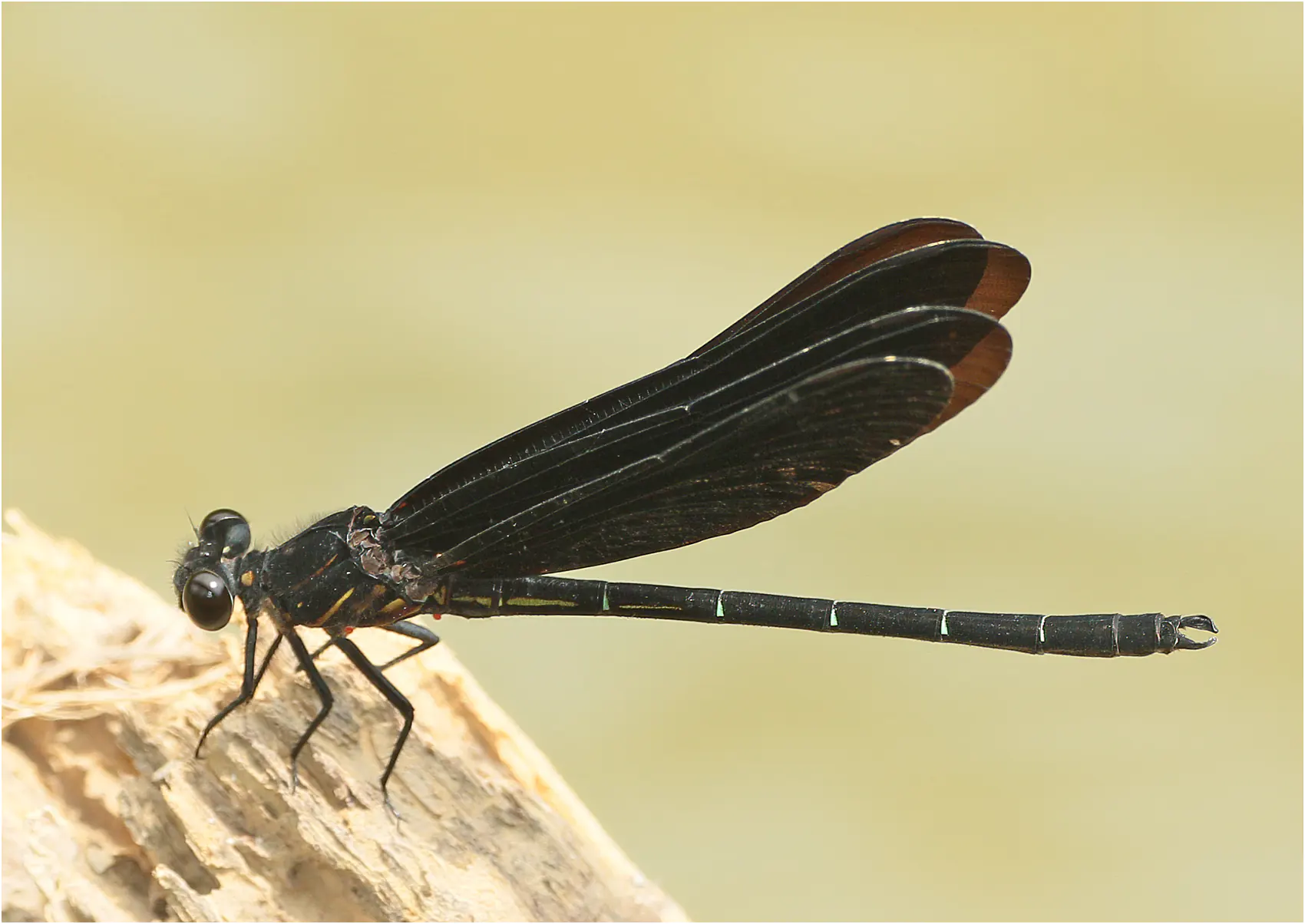 Dysphaea haomiao mâle, Vietnam, Cao bang, 4 juin 2018