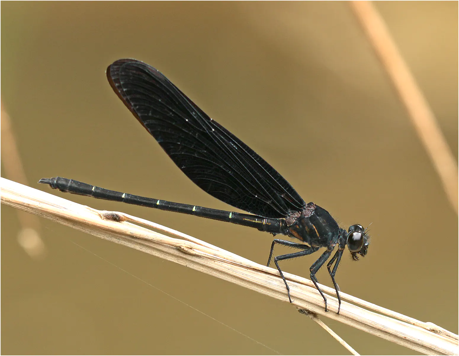 Dysphaea haomiao mâle, Vietnam, Cao bang, 4 juin 2018