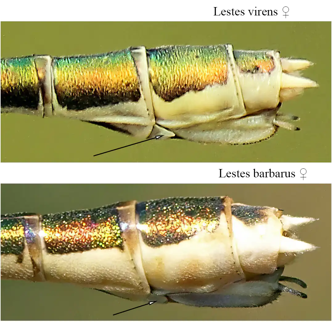 Ecaille vulvaire L. virens vs L. barbarus