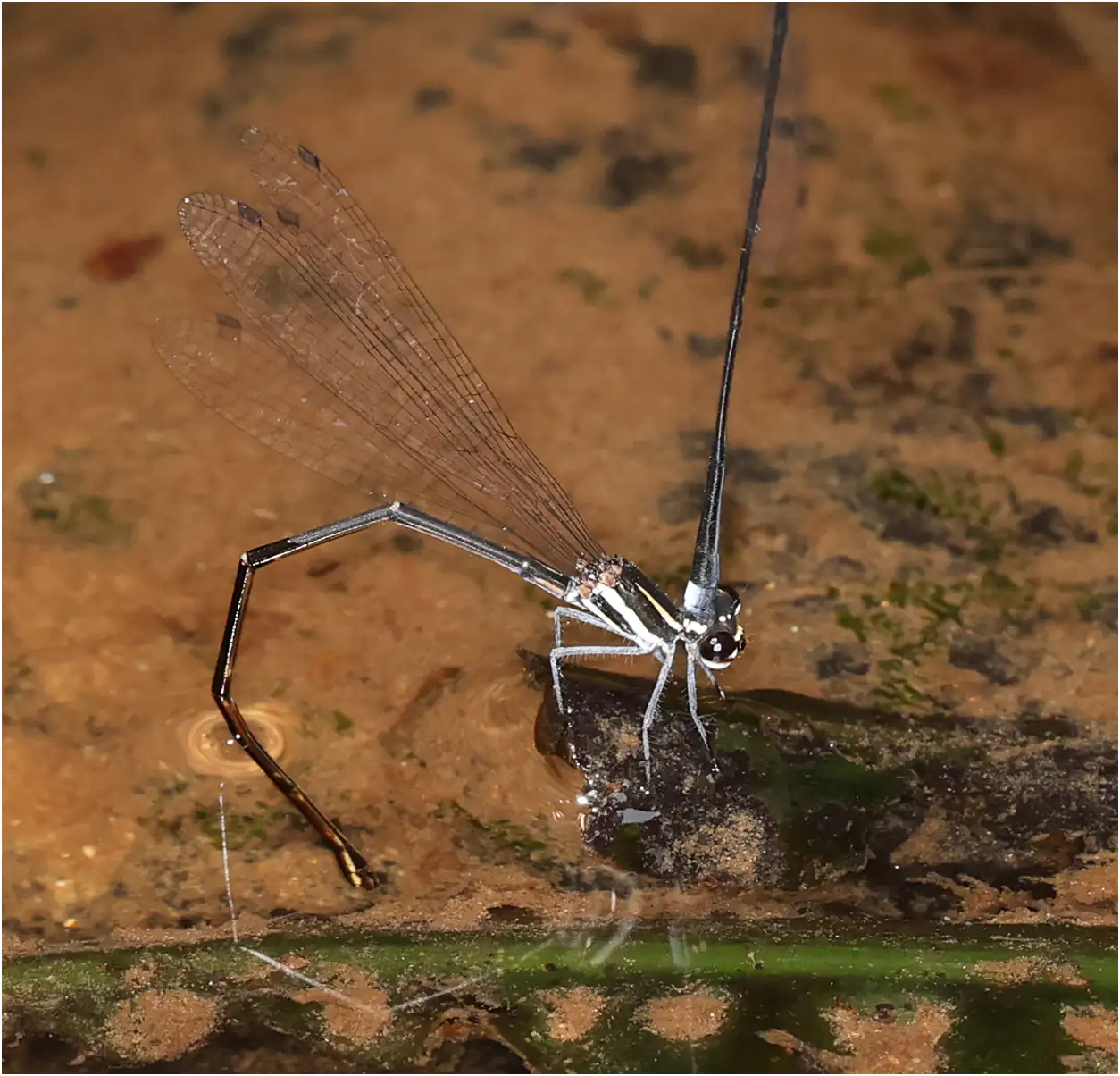 Elattoneura balli femelle, Ghana, Ankasa Forest Reserve, 16/01/2026