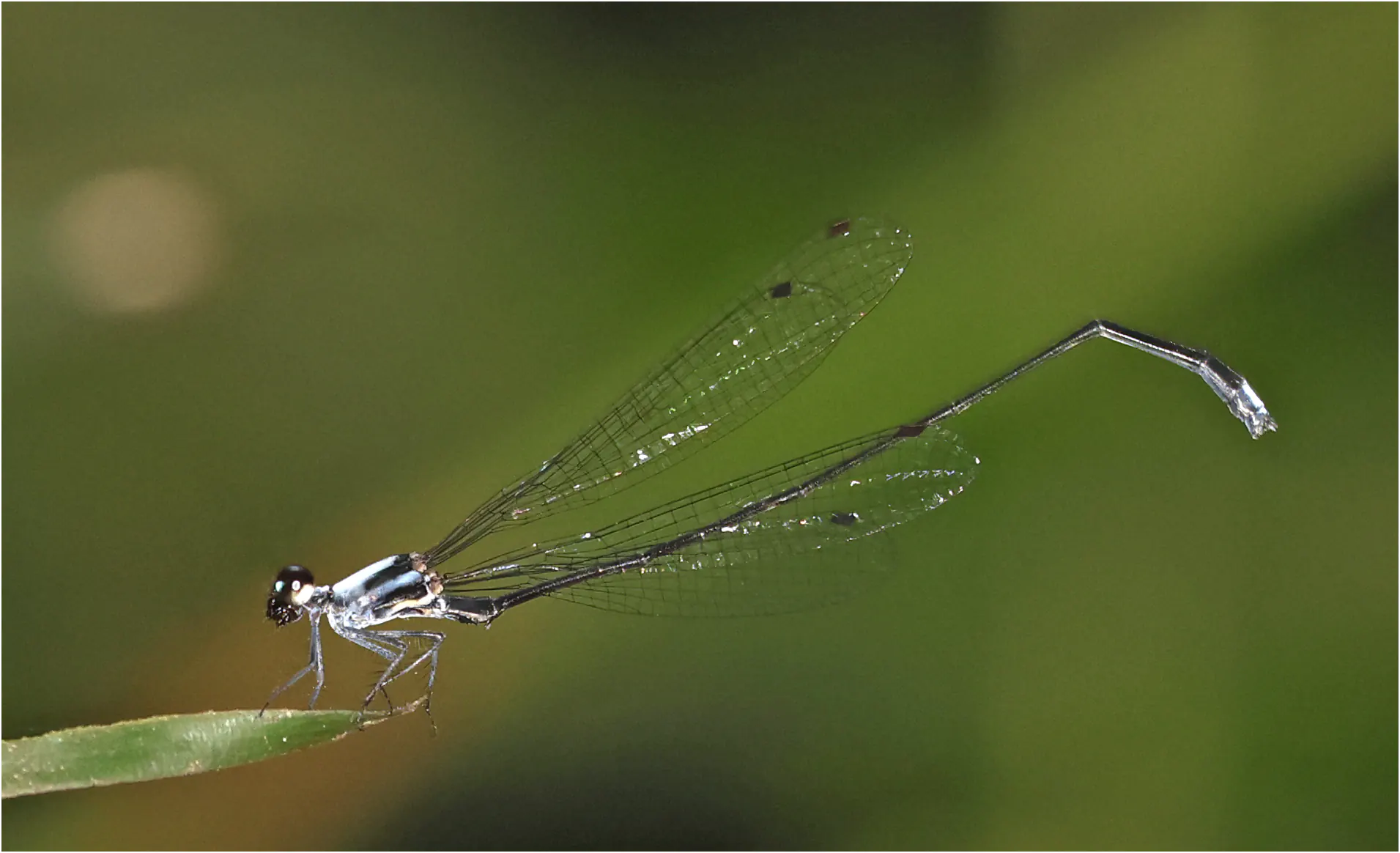 Elattoneura balli mâle, Ghana, Ankasa Forest Reserve, 17/01/2026