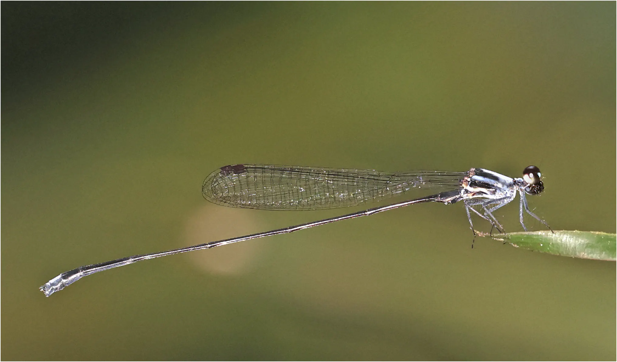 Elattoneura balli mâle, Ghana, Ankasa Forest Reserve, 17/01/2026