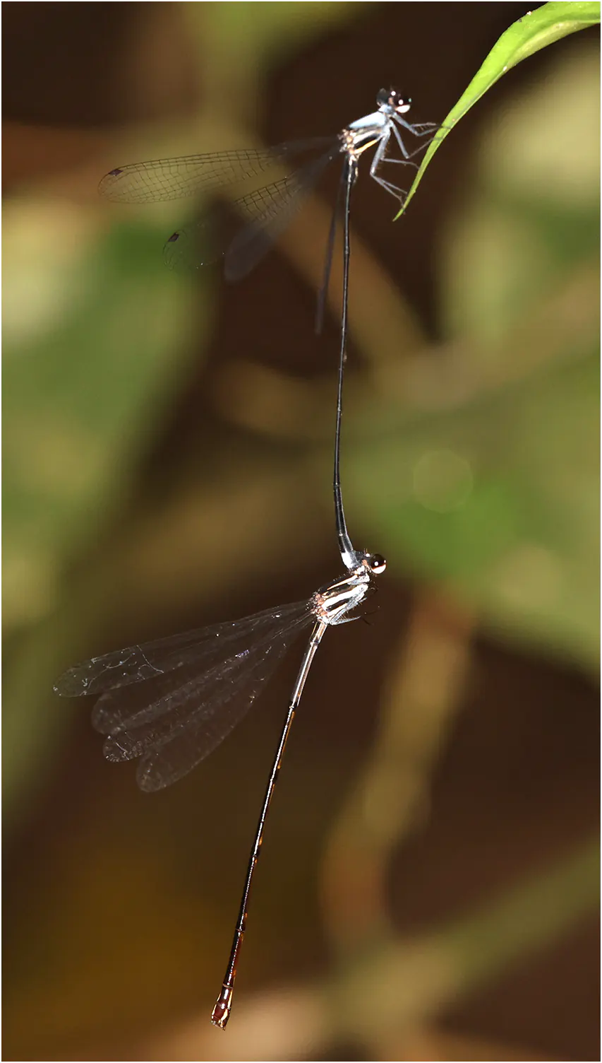 Western Stream Threadtail tandem, Ghana, Ankasa Forest Reserve, 16/01/2026