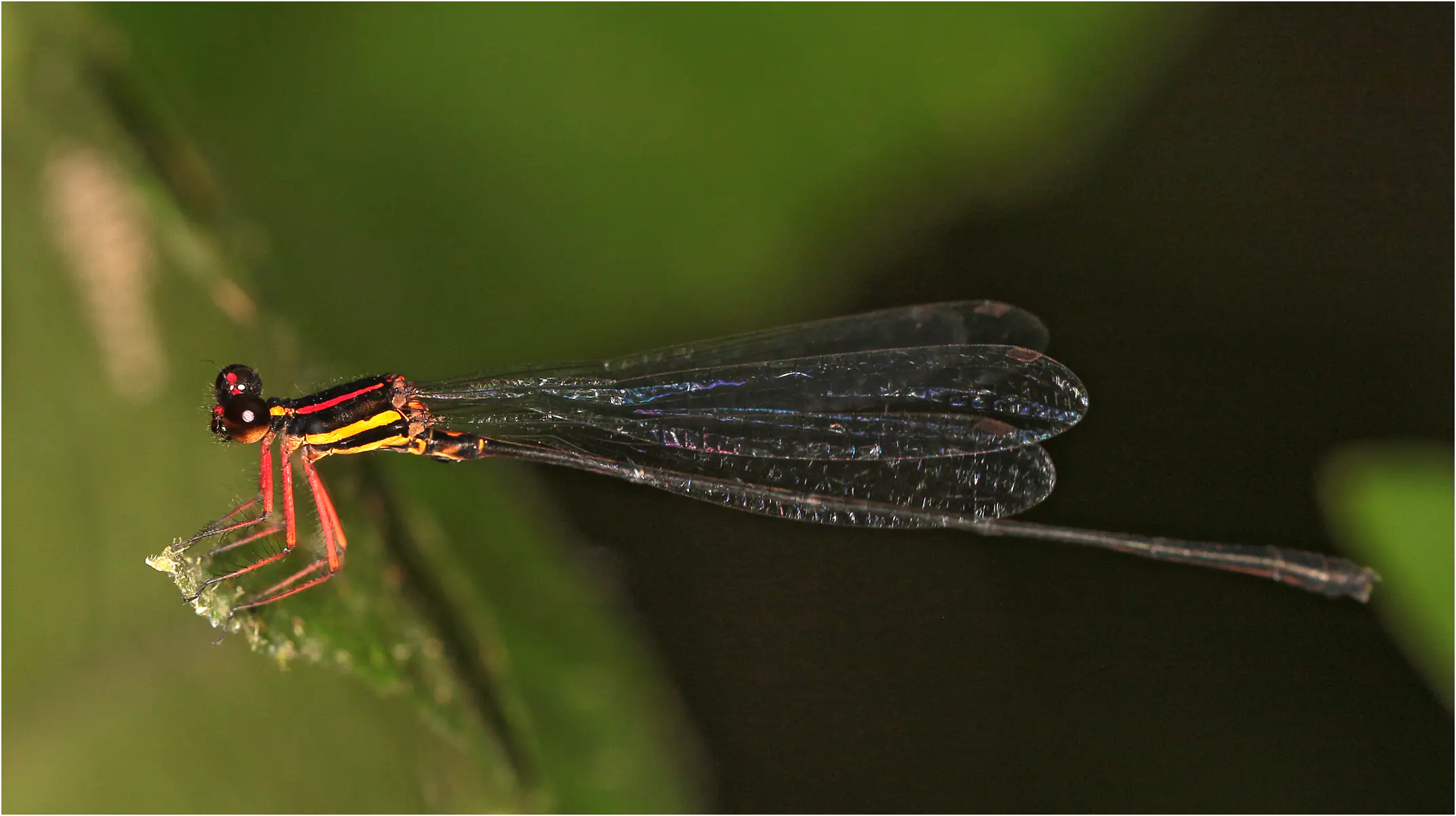 Elattoneura girardi mâle, Ghana, Ankasa Forest Reserve, 18/01/2026