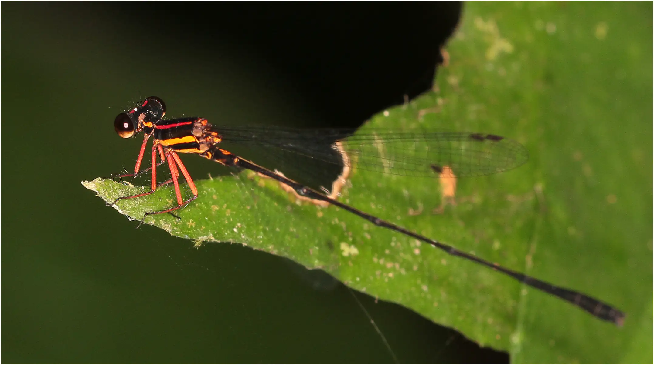 Elattoneura girardi mâle, Ghana, Ankasa Forest Reserve, 18/01/2026