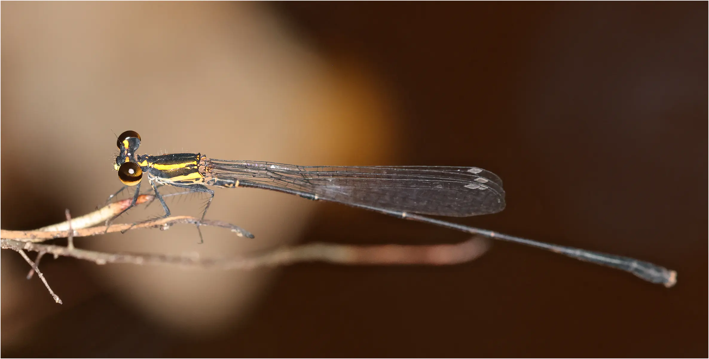 Elattoneura longispina mâle, Sarawak, Taman Negara Maludam, 28/03/2025