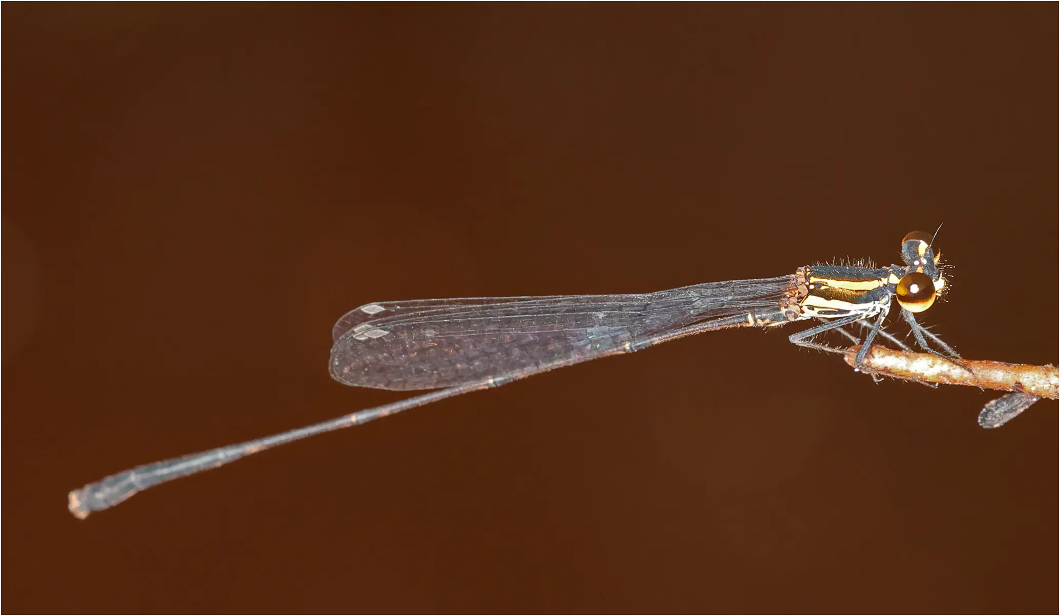 Elattoneura longispina mâle, Sarawak, Taman Negara Maludam, 28/03/2025