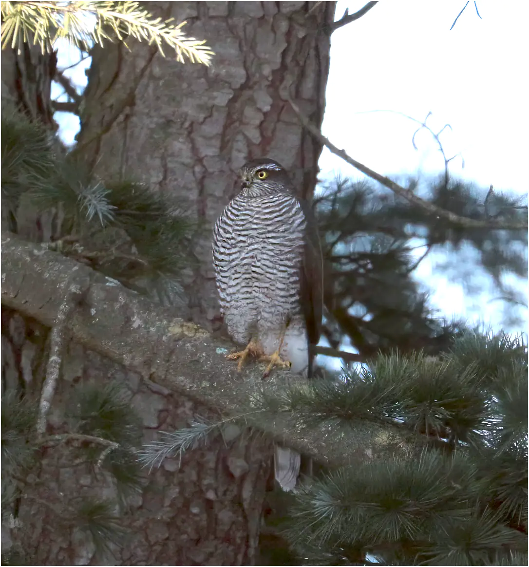 Épervier d'Europe, Accipiter nisus, Beaupréau (France-49), 28/12/2025