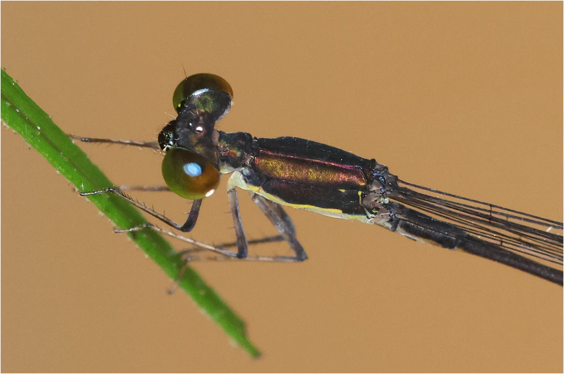 Epipleoneura sp., Pérou, ARC (Chino), 16/08/2023