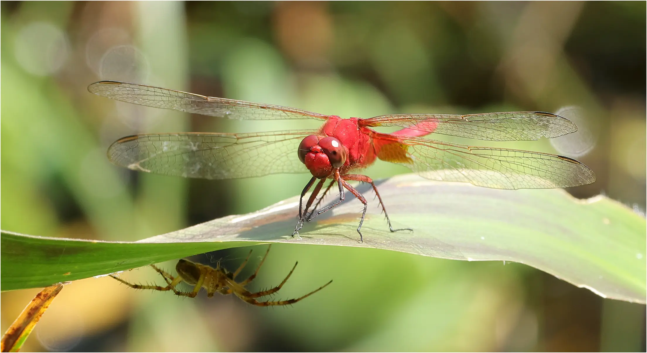 Carmelita pondhawk male, Peru, Cocha Tabano, 23/08/2023
