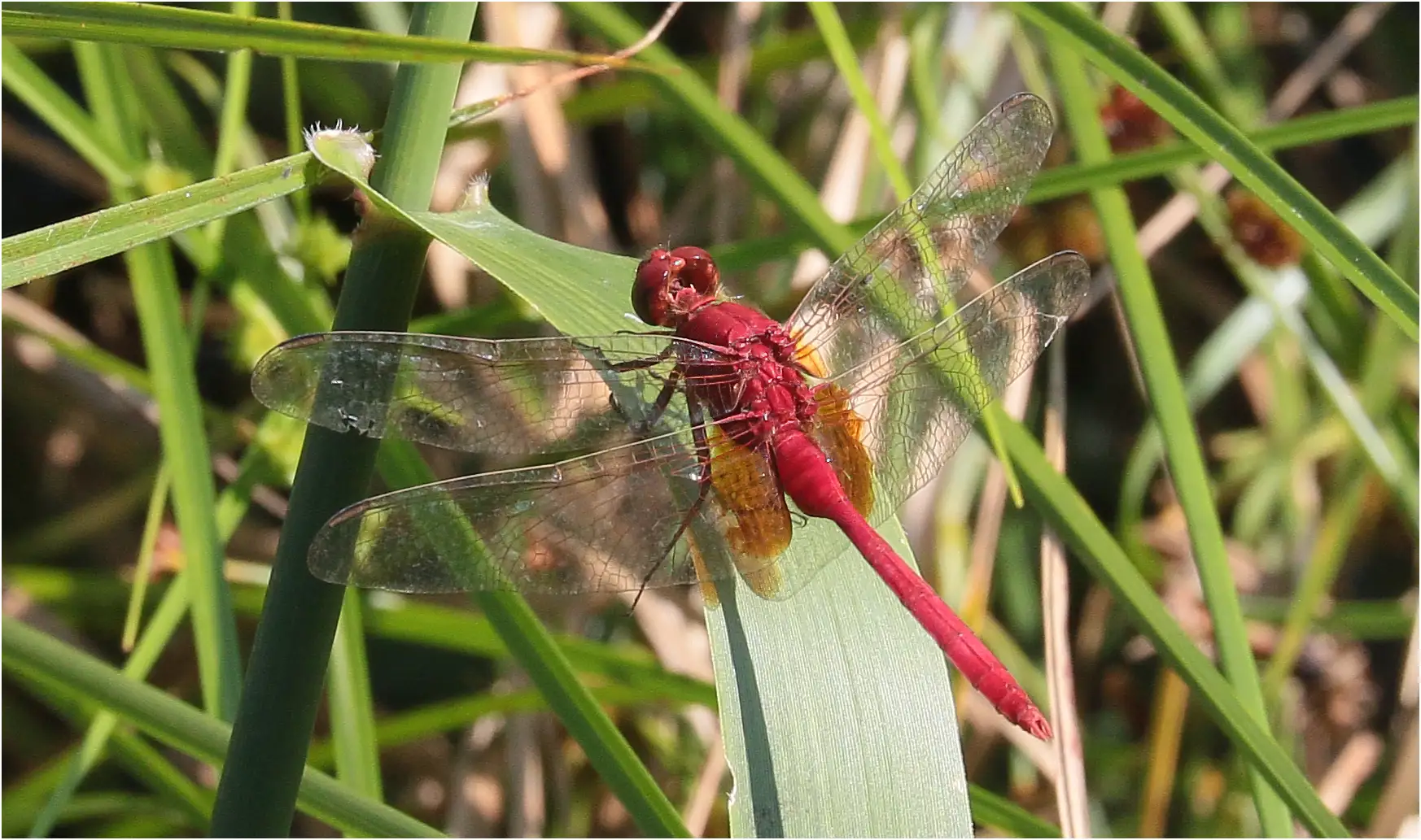 Erythemis carmelita mâle, Pérou, Cocha Tabano, 23/08/2023
