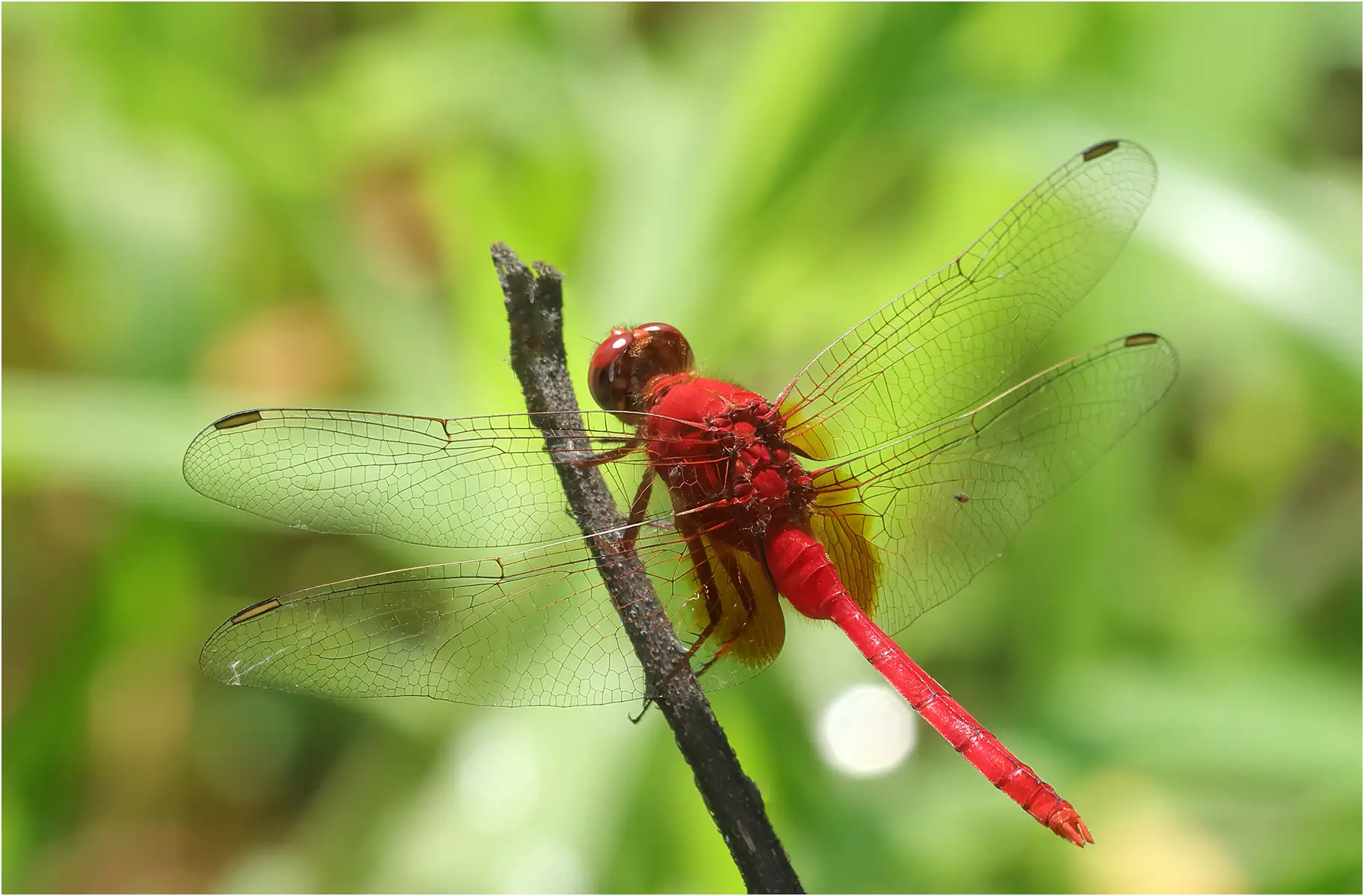 Erythemis carmelita mâle, Pérou, Cocha Tabano, 23/08/2023