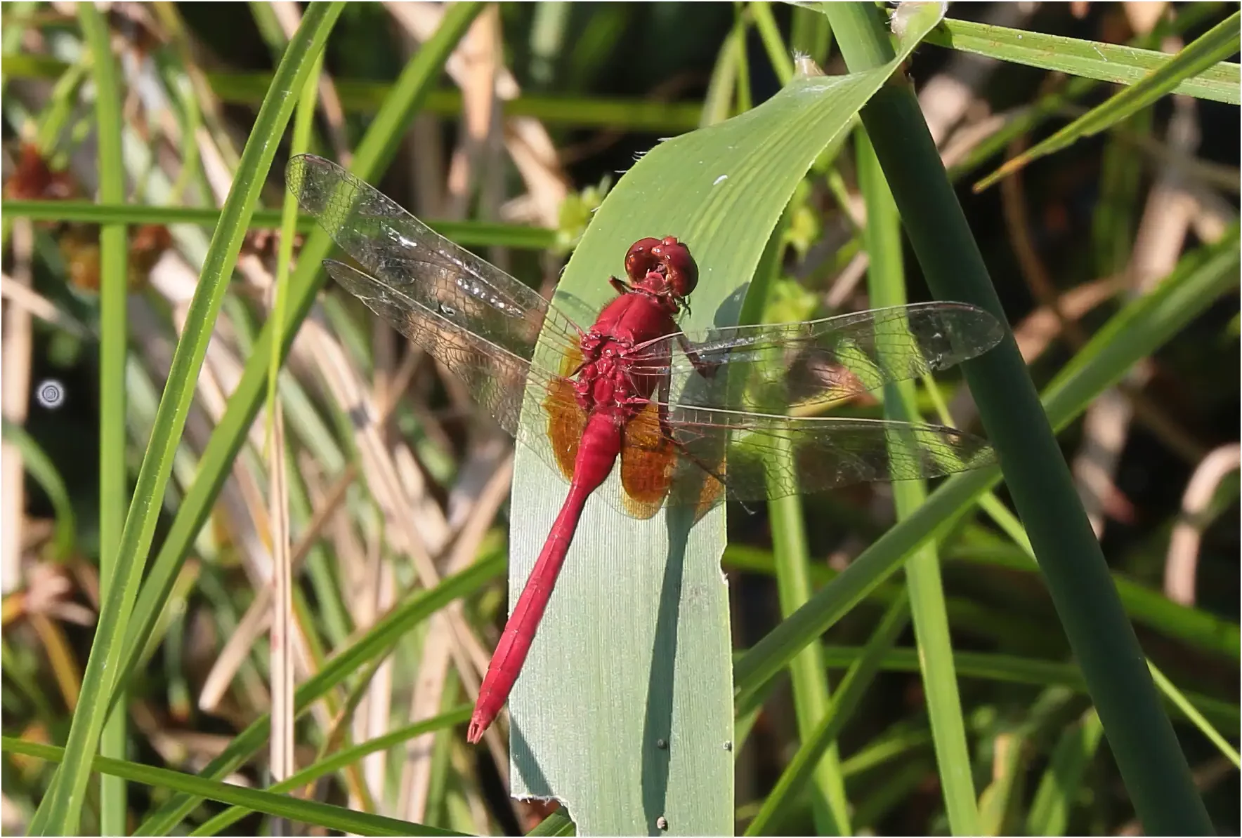 Carmelita pondhawk male, Peru, Cocha Tabano, 23/08/2023