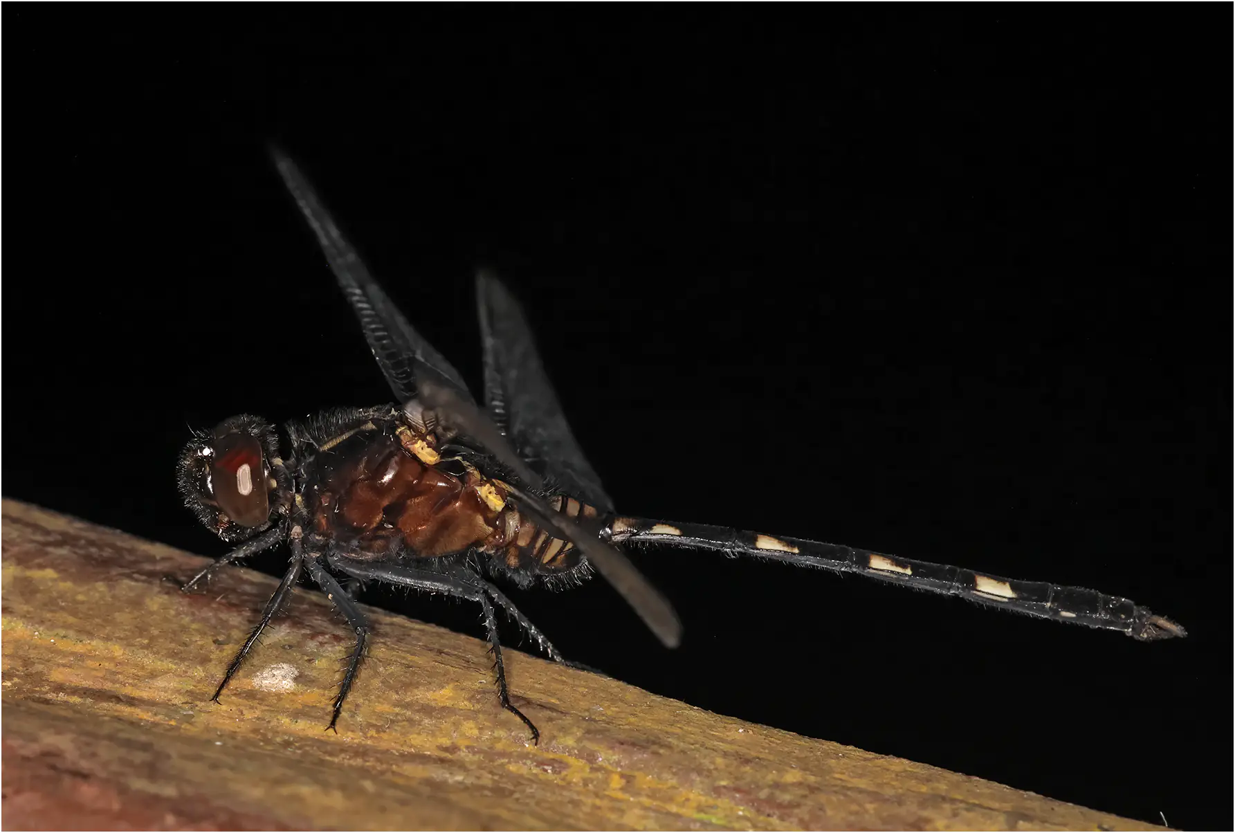 Erythemis plebeja jeune mâle, Pérou, Tayuayo lodge, 13/08/2023