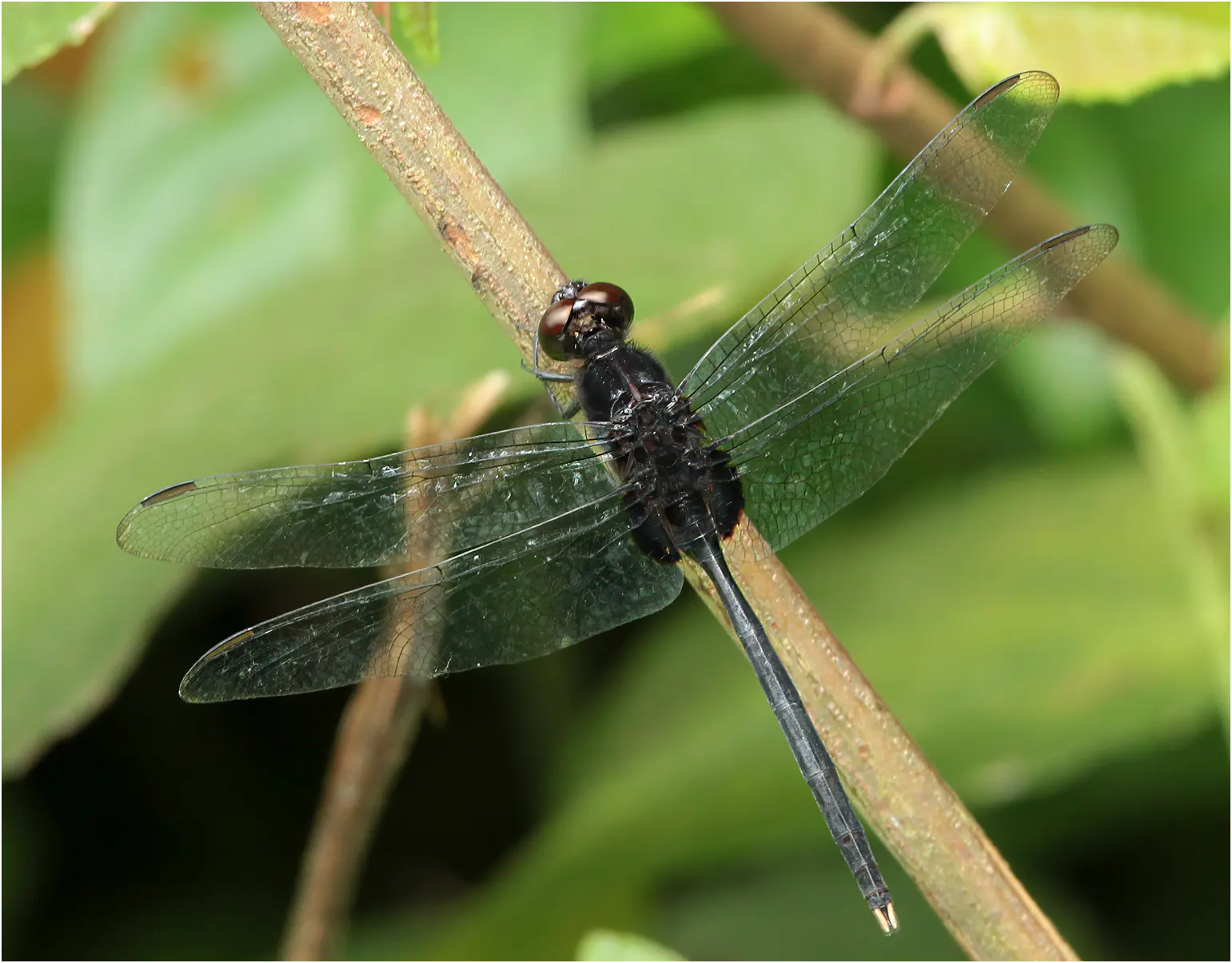 Erythemis plebeja mâle, Panama, Canal Area, Ammo Ponds, 31/08/2012