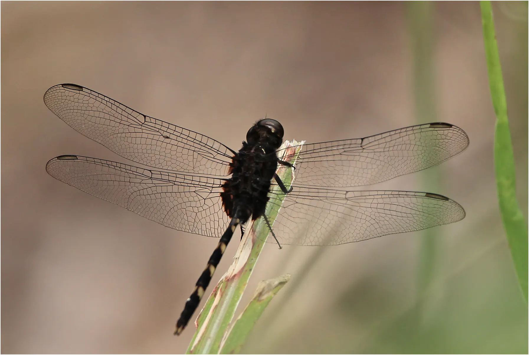 Erythemis plebeja mâle immature, Panama, Canal Area, Ammo Ponds, 31/08/2012