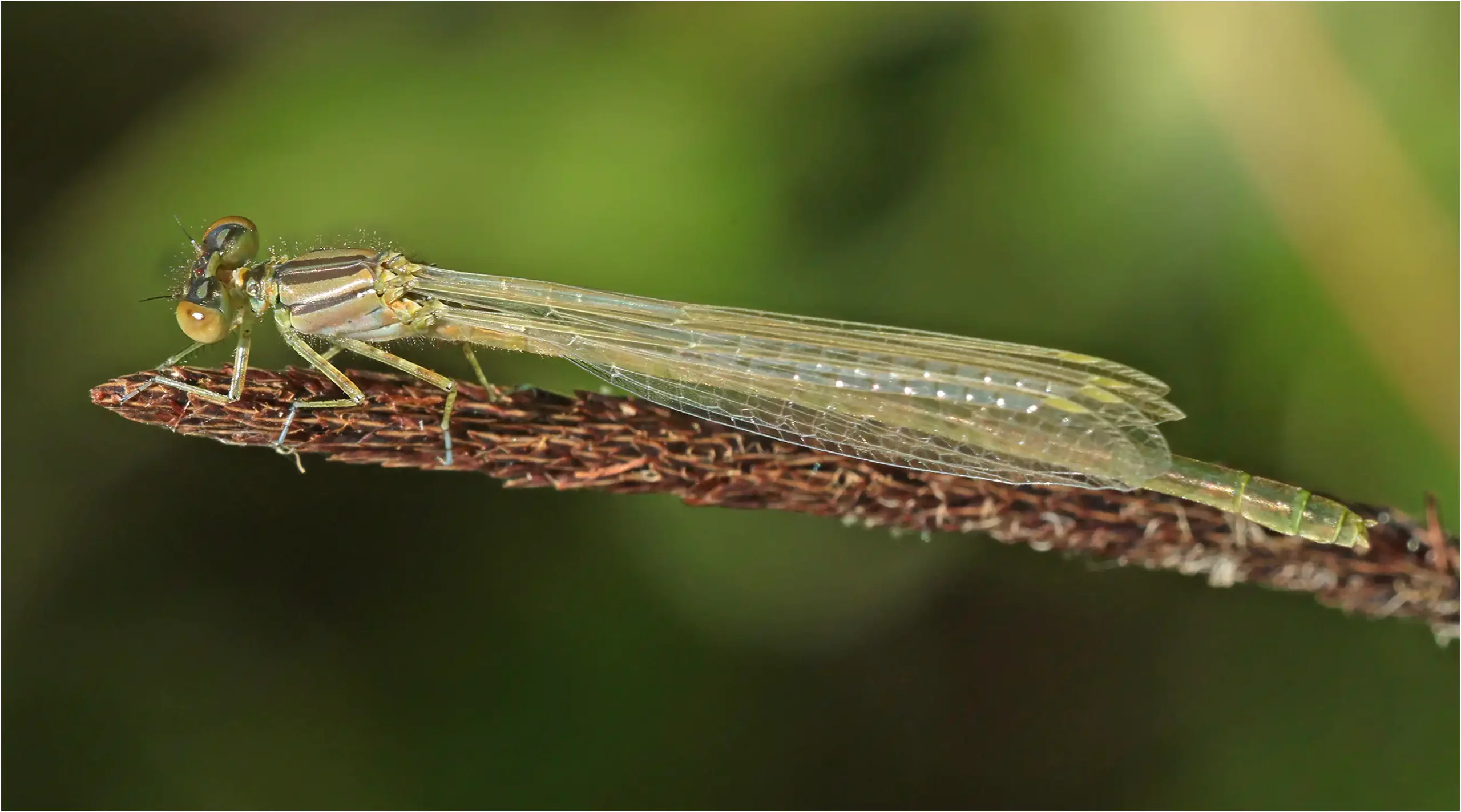 Erythromma lindenii femelle émergente, étang de Joreau (France - 49), 01/06/2019