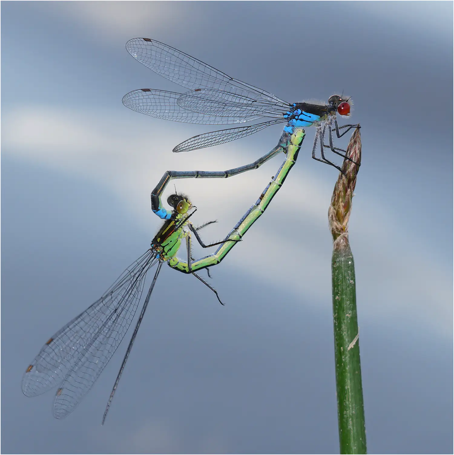 Erythromma najas accouplement, lac de Saint Agnan (France, Nièvre), 05/06/2023