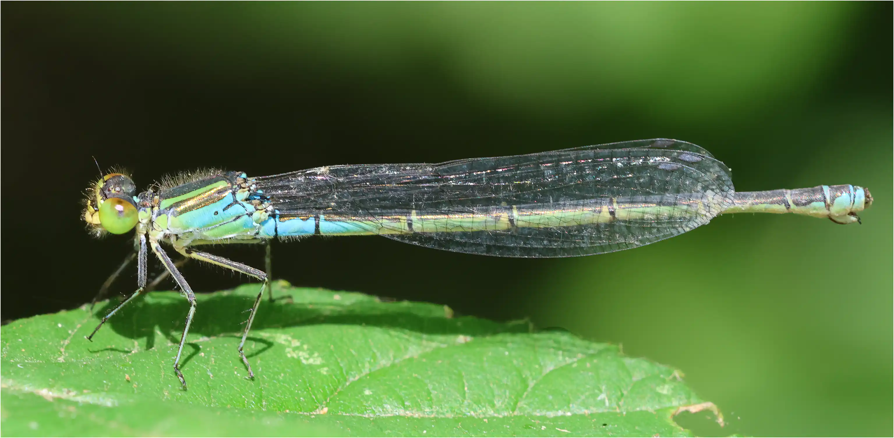 Erythromma viridulum femelle, La Roussière (F-49), 30/06/2026