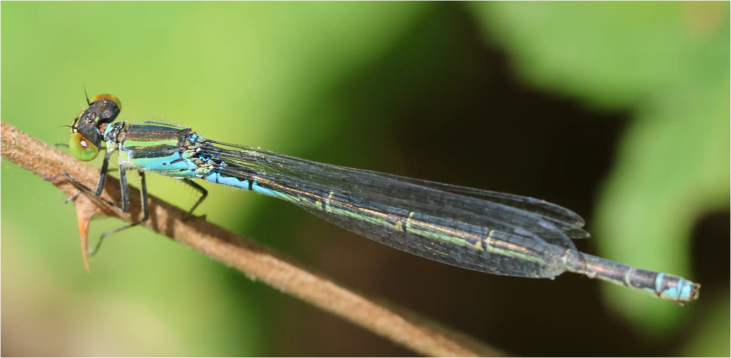 Erythromma viridulum femelle, Saint Germain-sur-Moine (F-49), 30/06/2026