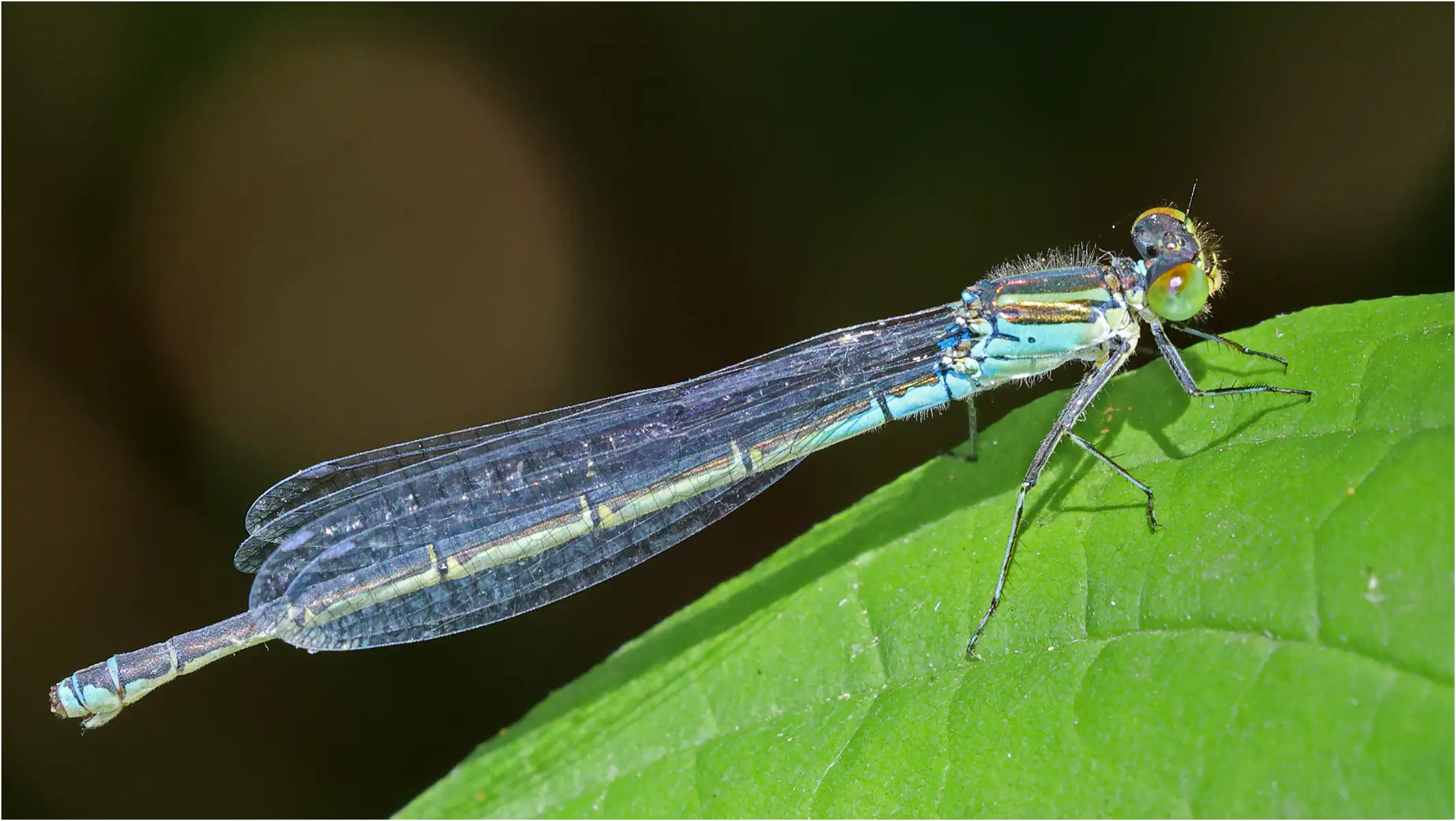 Erythromma viridulum femelle, Saint Germain-sur-Moine (F-49), 30/06/2026