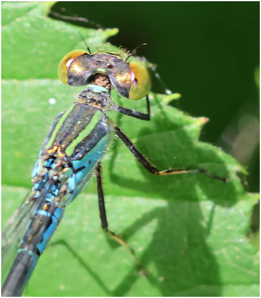 Erythromma viridulum femelle, Saint Germain-sur-Moine (F-49), 30/06/2026