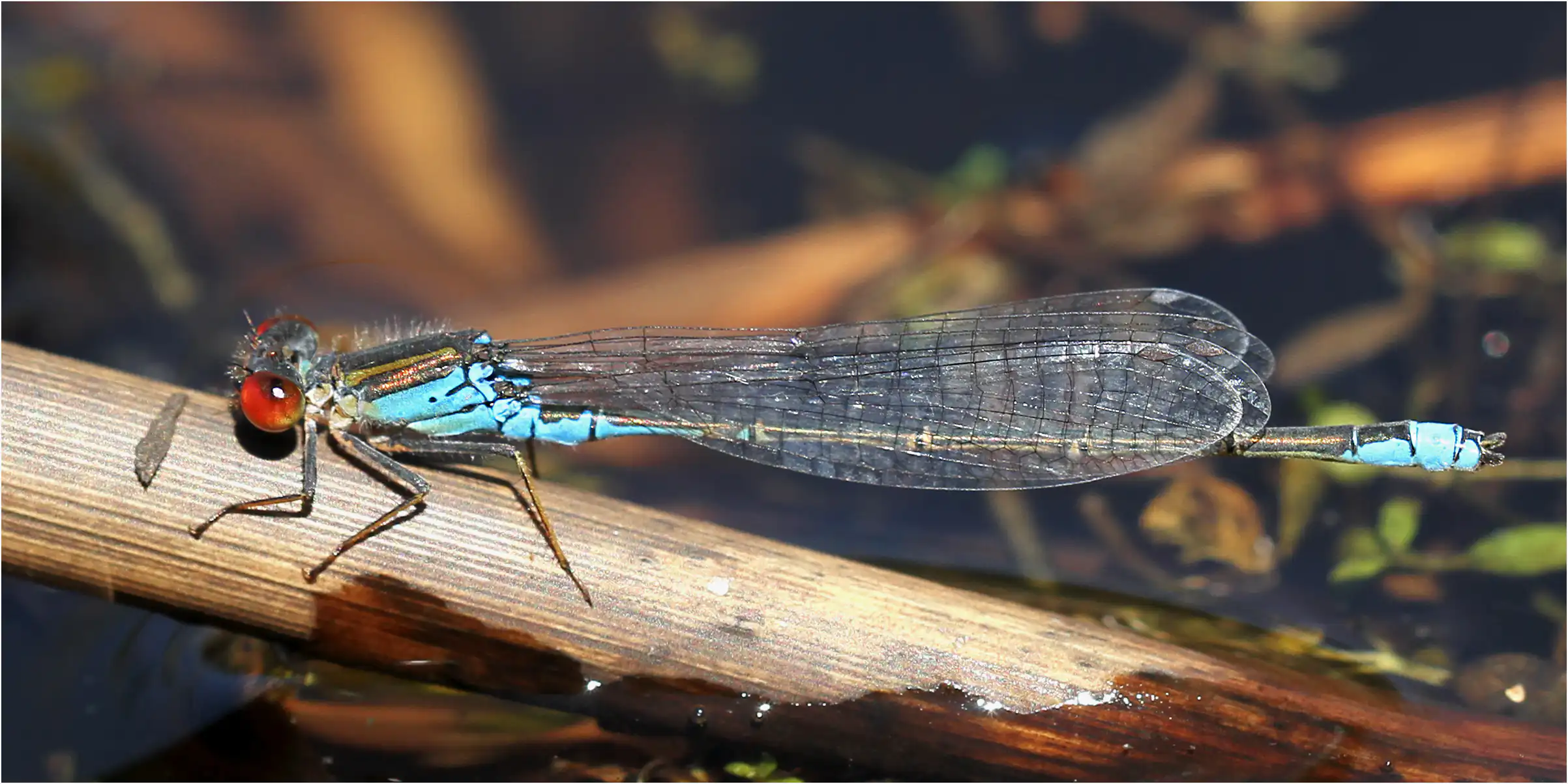 Erythromma viridulum mâle, Saint Georges-sur-Loire (F-49), 15/08/2013