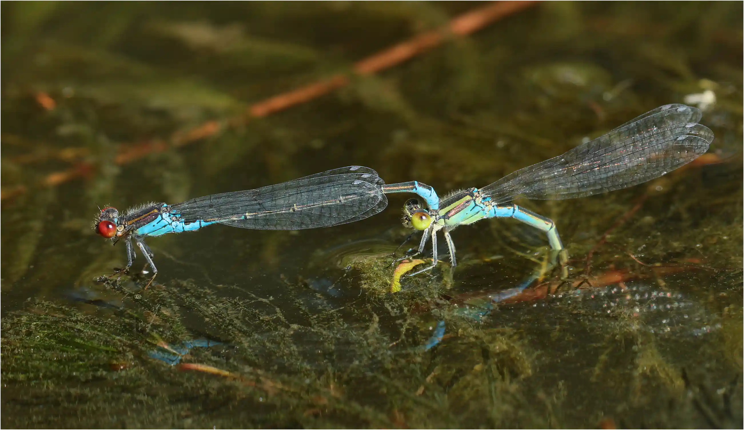 Erythromma viridulum en ponte, Champtocé (F-49), 22/08/2019