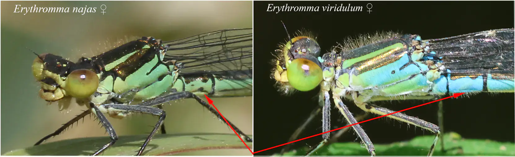 Comparaison E. viridulum ♀ vs najas ♀