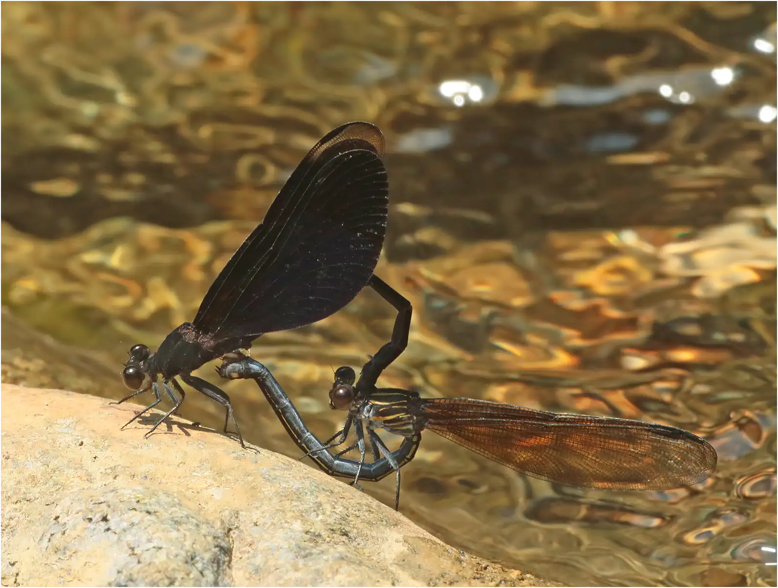 Euphaea masoni accouplement, Vietnam, Xuan Son, 08/06/2018