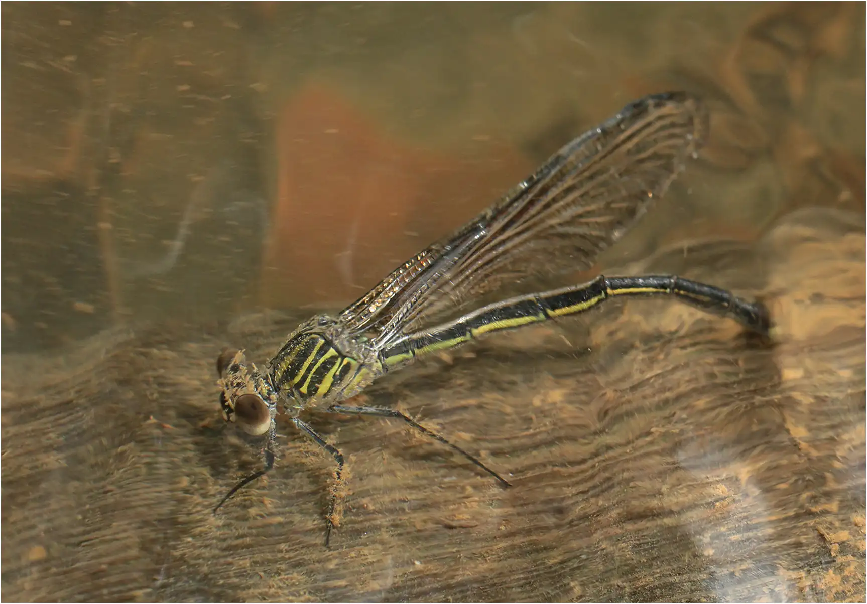 Euphaea masoni femelle en ponte, Vietnam, Cao Bang, 04/06/2018