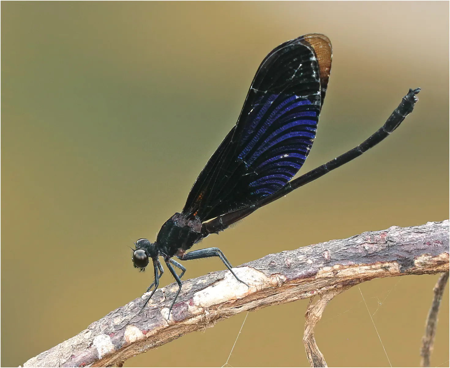 Euphaea masoni mâle, Vietnam, Tam Dao, 2 juin 2018