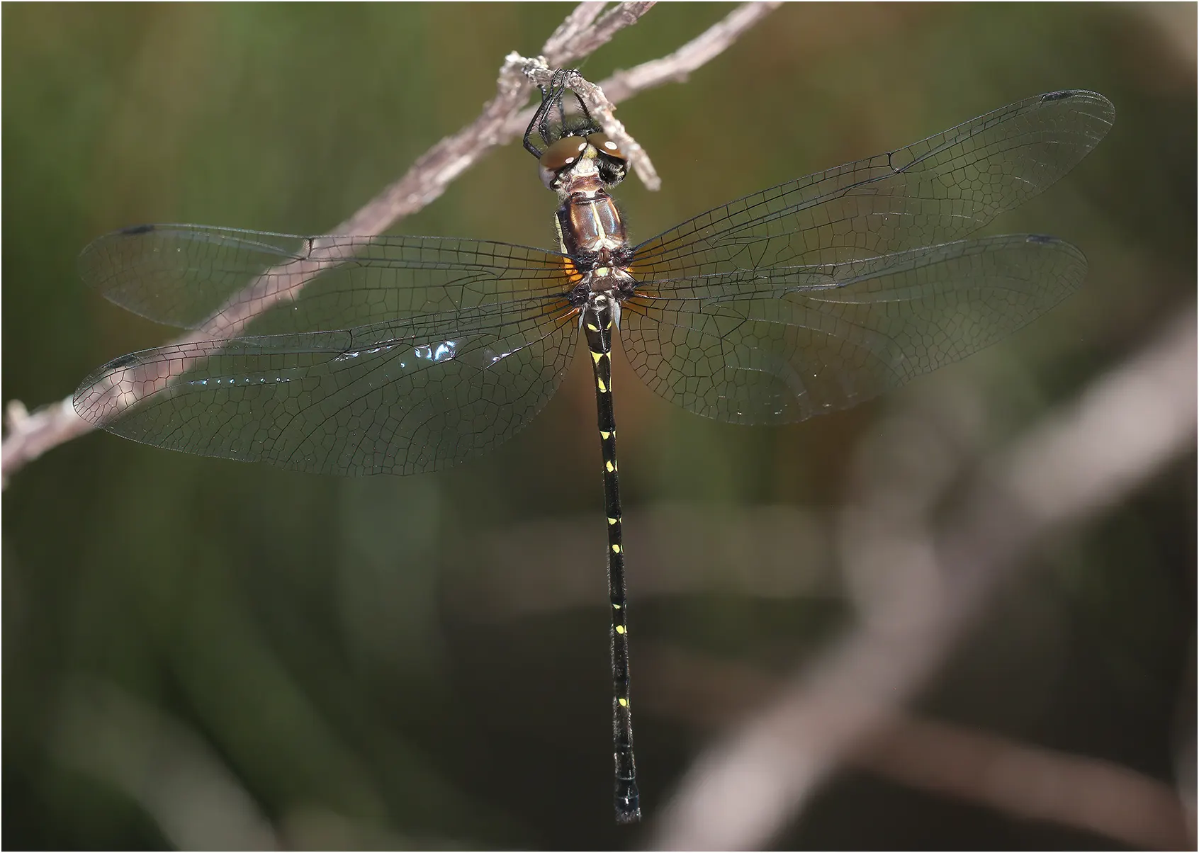 Eusynthemis nigra femelle, Australie (FNQ), Emerald Creek, 05/12/2022