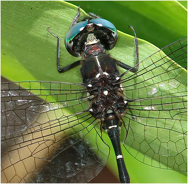 Eusynthemis nigra mâle, Australie (FNQ), Mount Lewis National Park, 06/12/2022