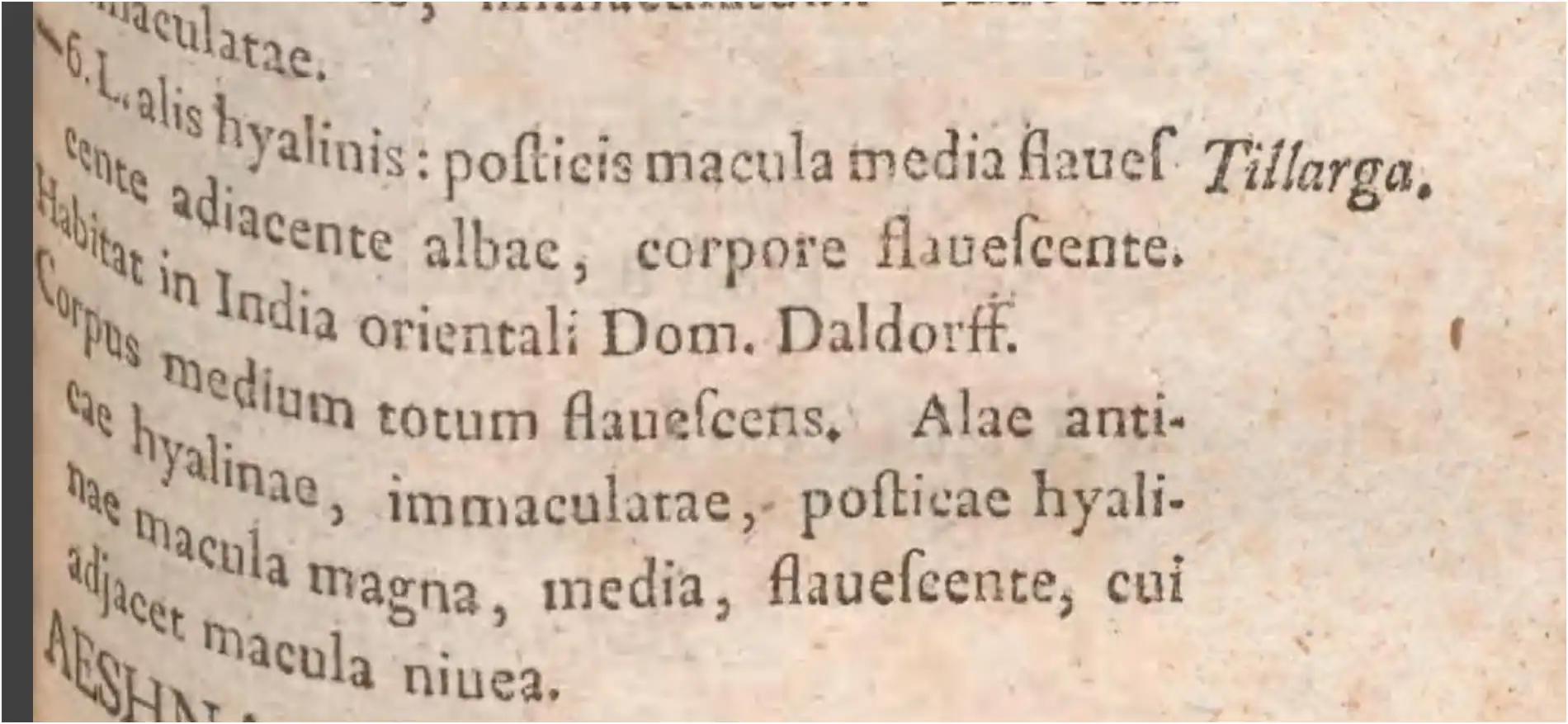 Fabricius, 1798