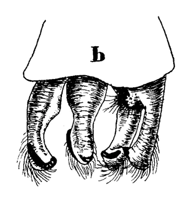 Fraser 1954 Appendices anaux vue dorsolatérale
