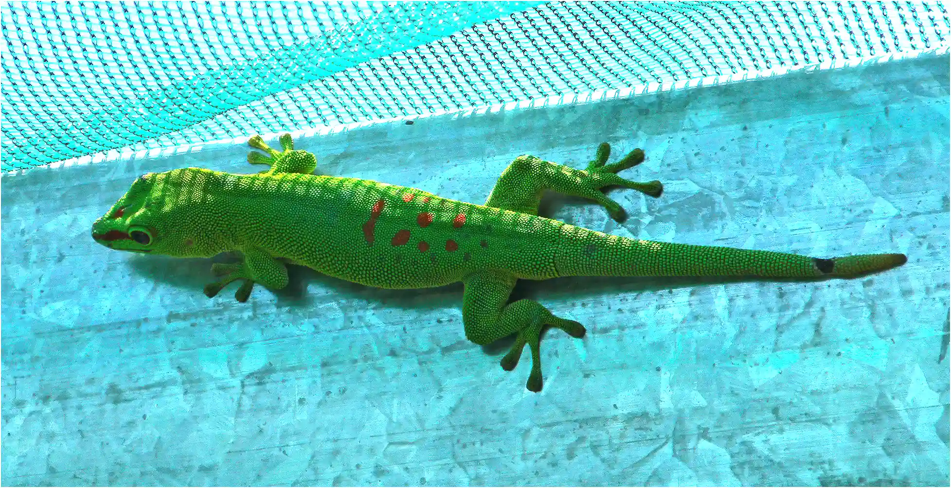 Grand Gecko vert Malgache, Phelsuma grandis, La Réunion, Salazie, 21/10/2015