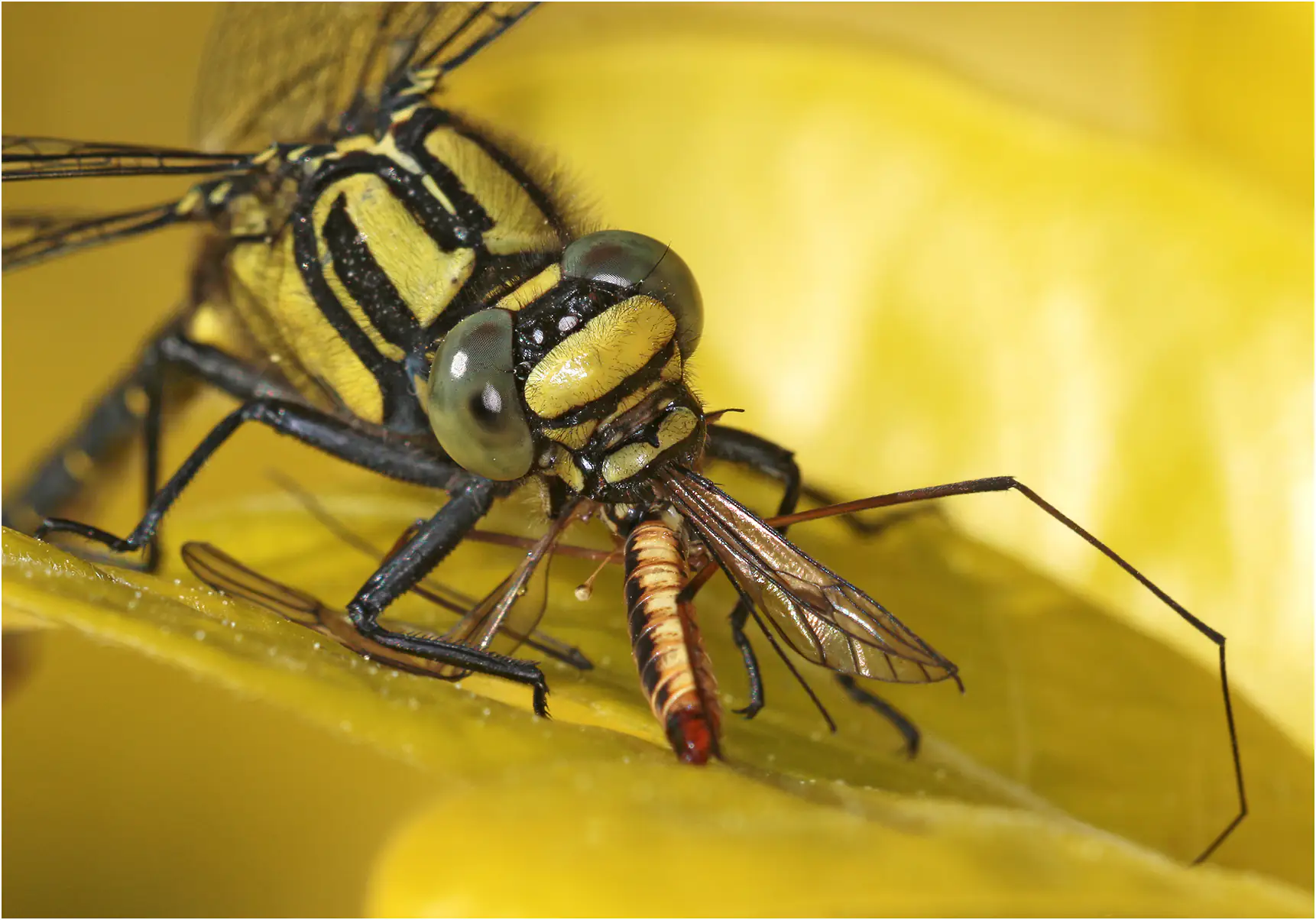 Gomphus vulgatissimus mâle repas de tipule, Beaupréau (F-49), 25/04/2024