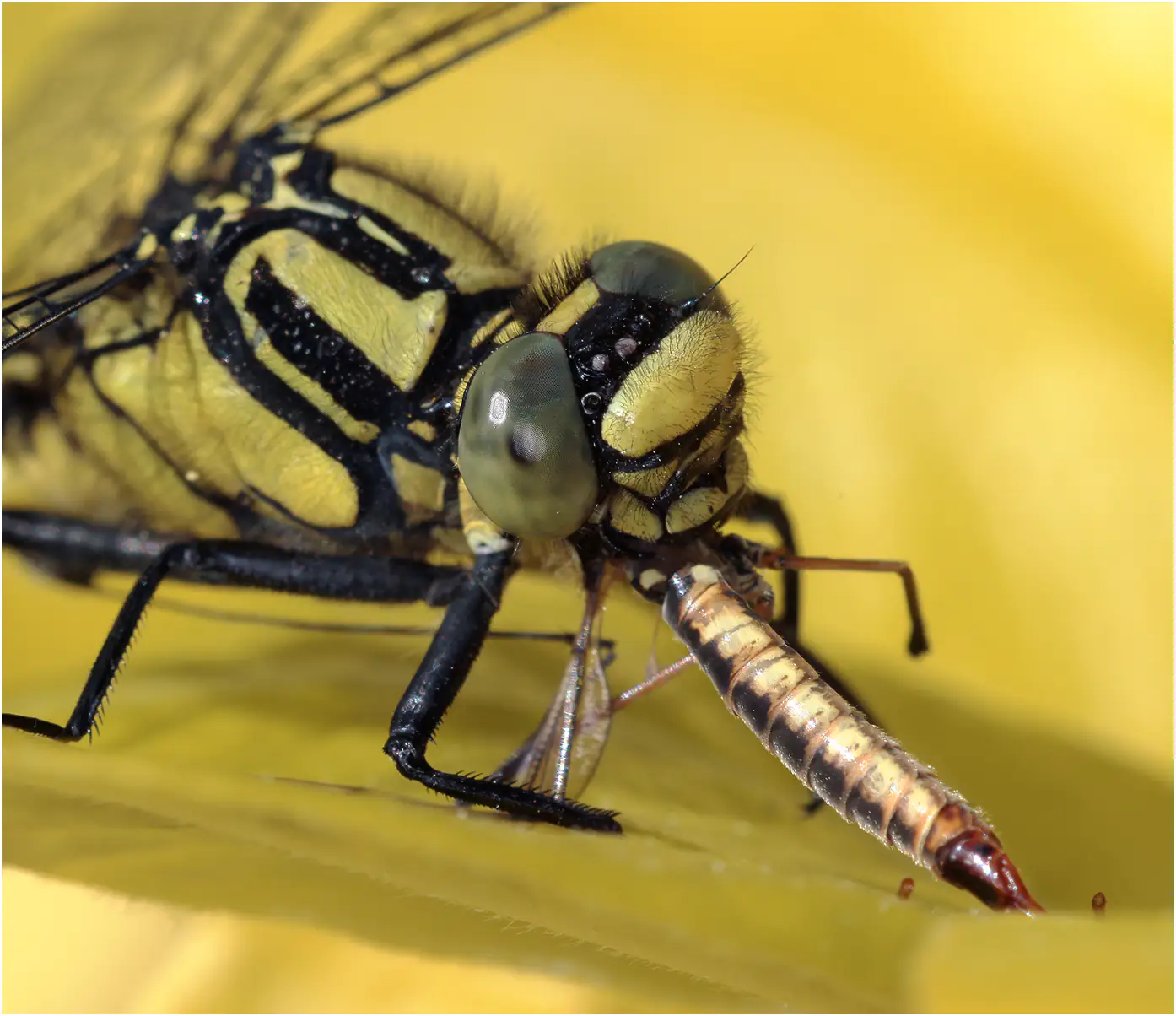 Gomphus vulgatissimus mâle repas de tipule, Beaupréau (F-49), 25/04/2024