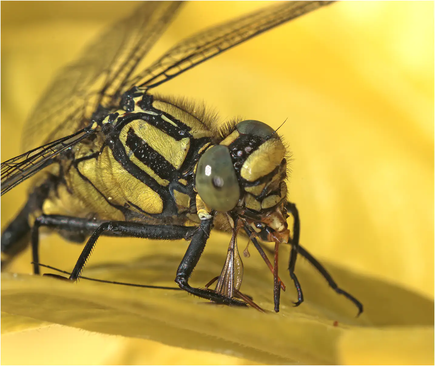 Gomphus vulgatissimus mâle repas de tipule, Beaupréau (F-49), 25/04/2024