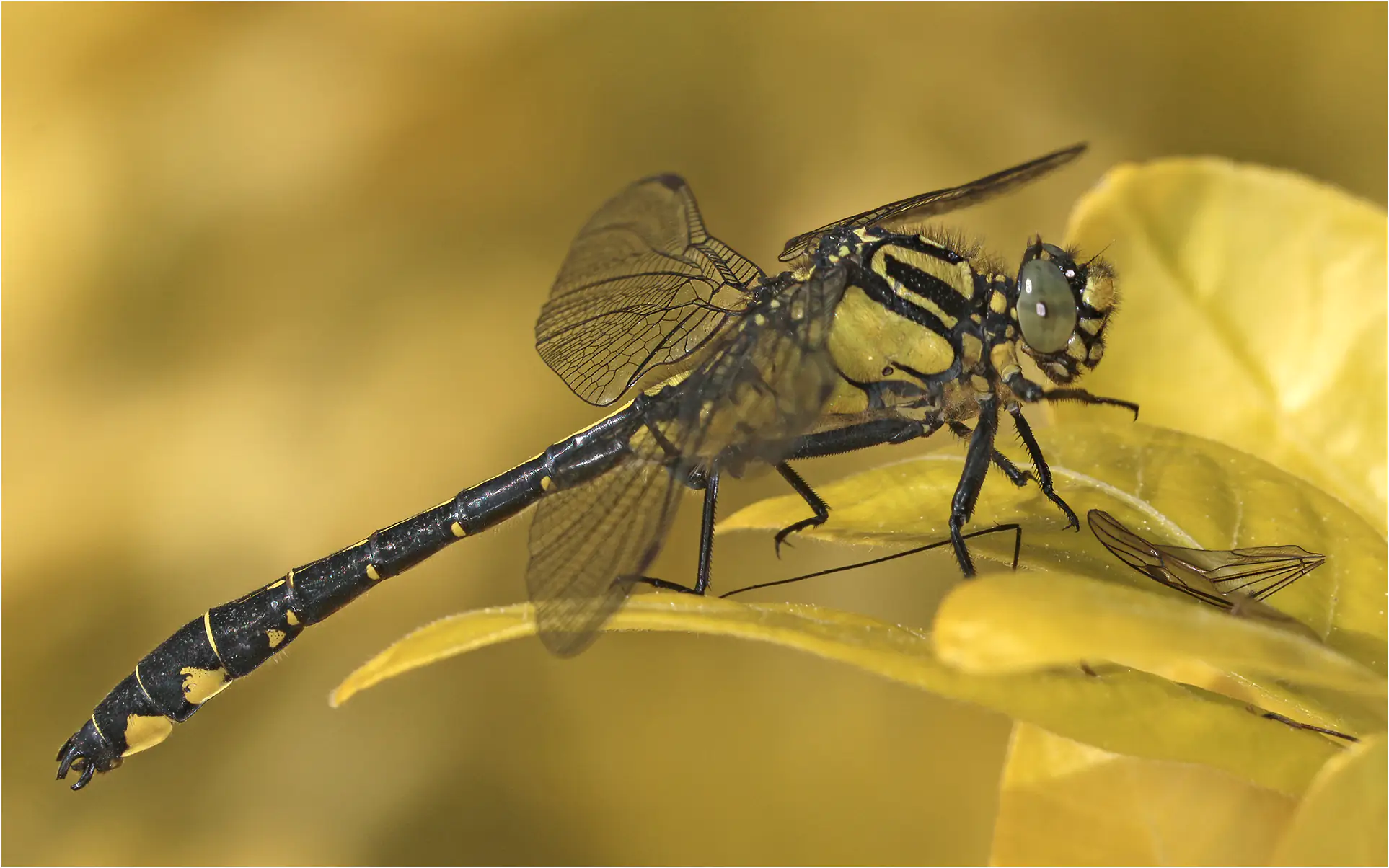 Gomphus vulgatissimus mâle repas de tipule, Beaupréau (F-49), 25/04/2024