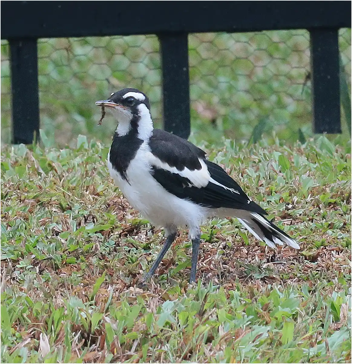 Gralline pie, Grallina cyanoleuca, Australie (FNQ), Cairns, 17/12/2022