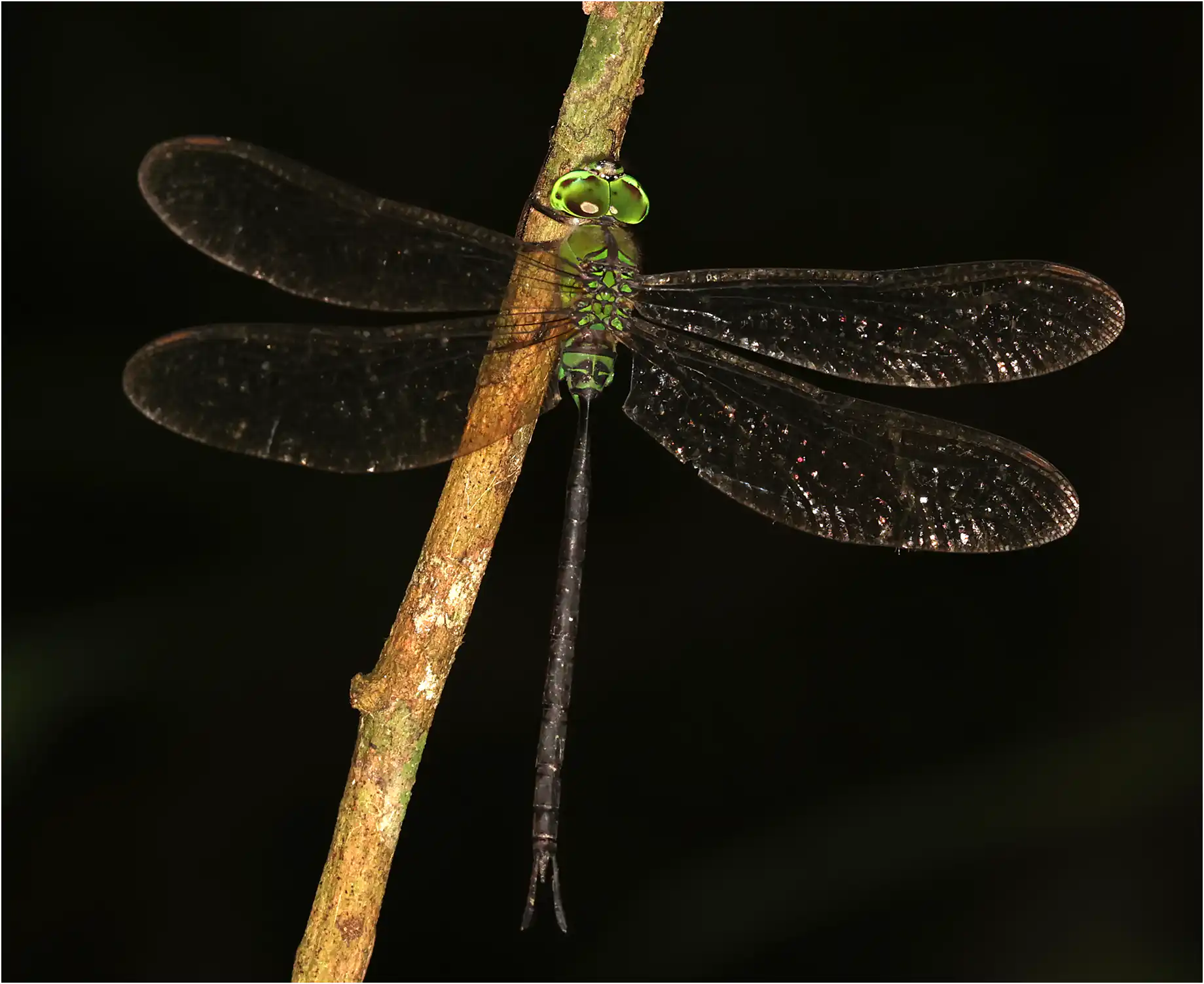 Black-kneed Duskhawker male, Ghana, Anakasa Forest Reserve, 16/01/2026