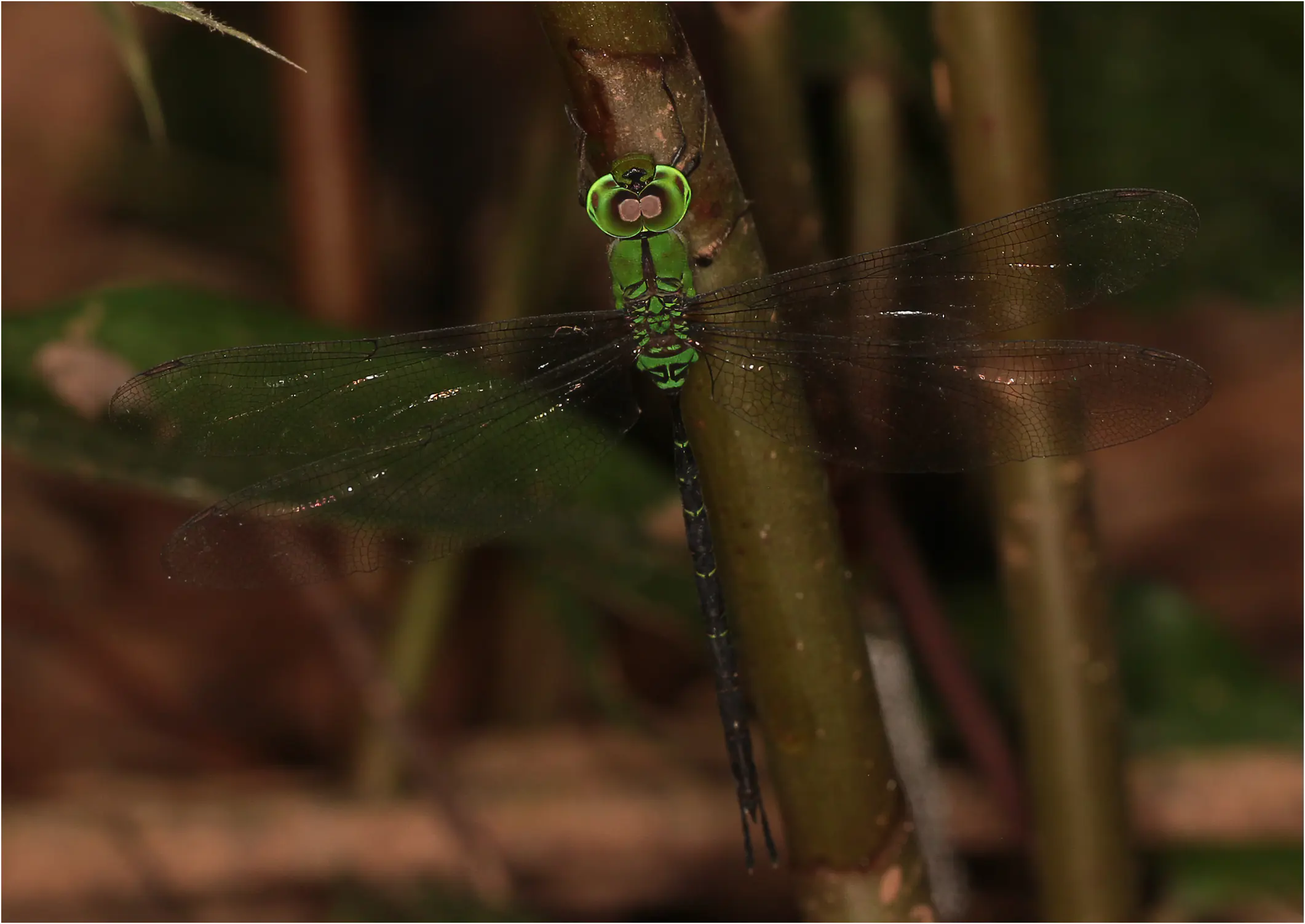 Gynacantha bullata mâle, Ghana, Ntumija, 21/01/2026