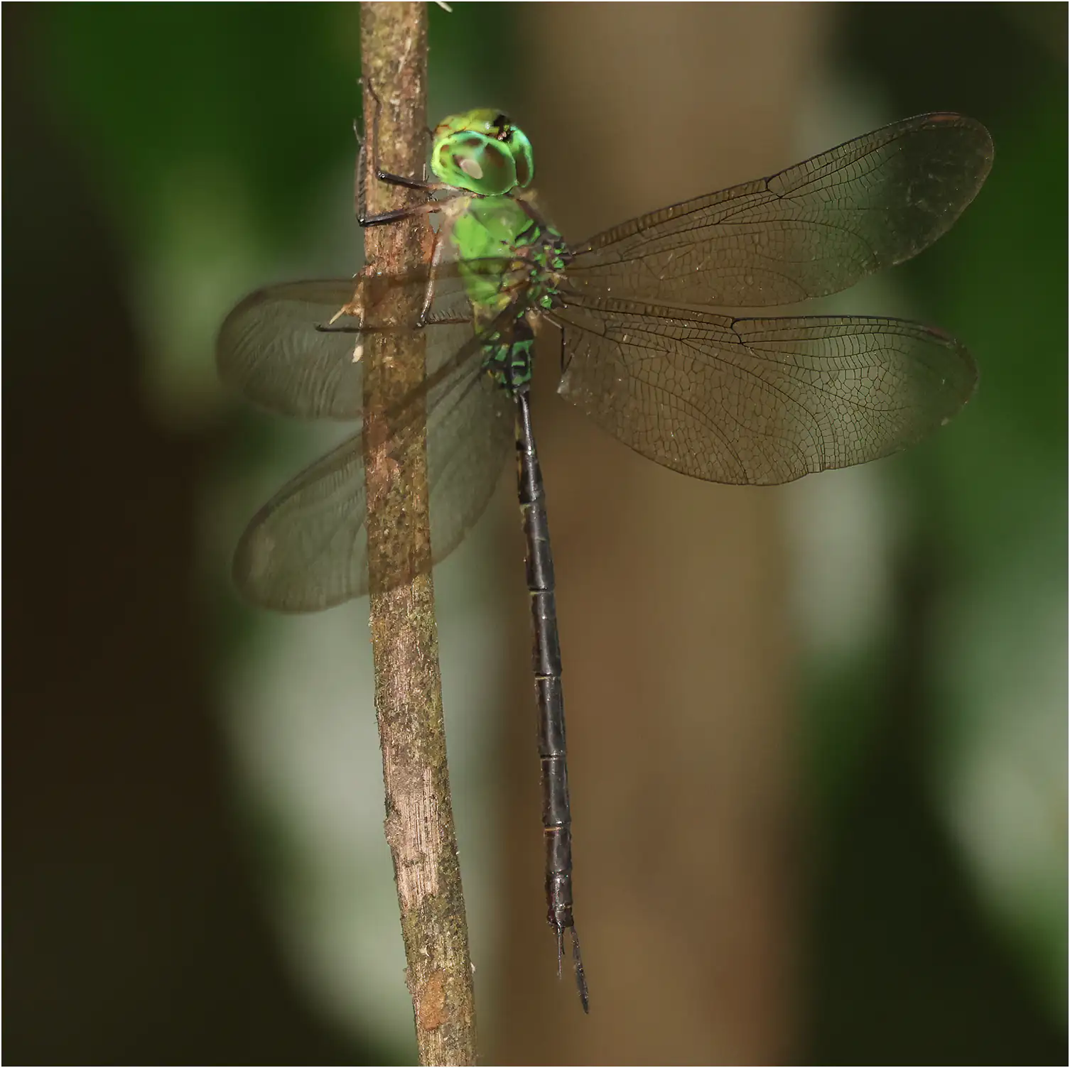 Black-kneed Duskhawker male, Ghana, Kakum National Park, 14/01/2026