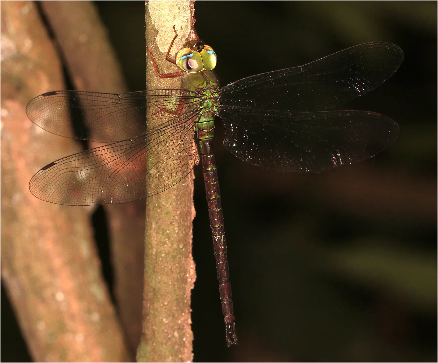 Greater Girdled Duskhawker male, Ghana, Bobiri Forest Reserve, 22/1/2026